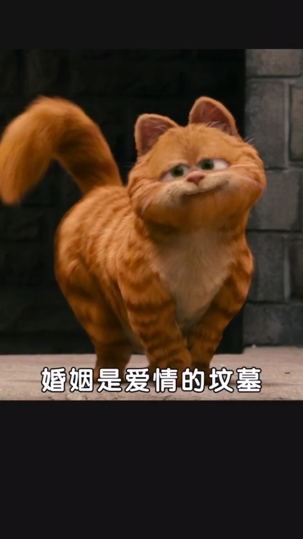 抖音代运营案例：爱上沙雕猫  207.8W